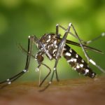 Le moustique, ce terroriste toujours en liberté Le moustique, ce terroriste toujours en liberté